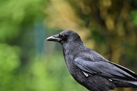  「カラスの贈り物」：愛と友情が織りなす心温まる物語！