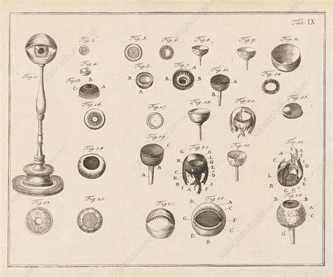  「The X-Ray Eyes」: 18世紀インド民話から生まれた、欲望と道徳の物語！